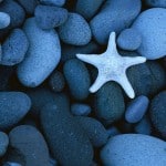 Star Fish and Stones