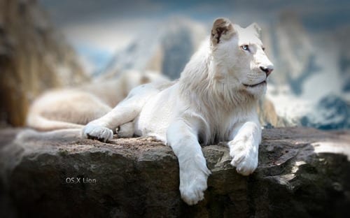 Authoritative Pose- Mac OS X Lion Wallpaper