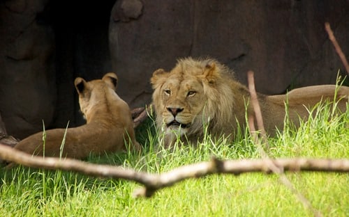 Father and Son- Mac OS X Lion Wallpapers