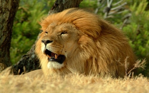 Lion Roar- Mac OS X Lion Wallpaper