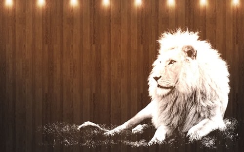 Mac OS X Lion Wallpapers -White Lion
