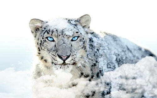 Mac OS X Snow Leopard HD Blue Eye Wallpaper