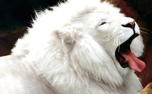 White Lion Wallpaper