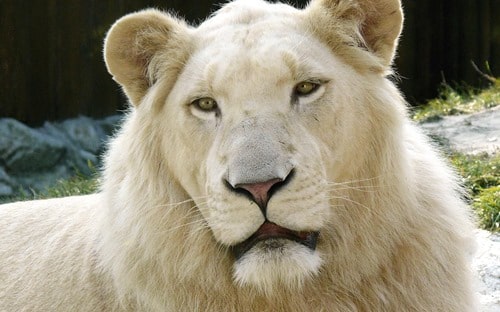 White_Lion_Apple_OS_X_Lion_backgrounds