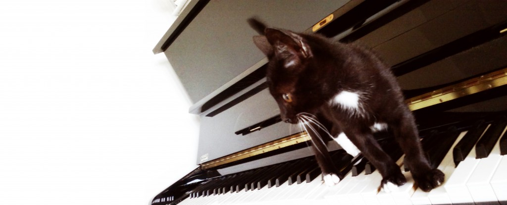 Cat Piano