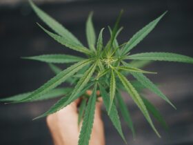 hand holding marijuana plant
