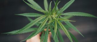 hand holding marijuana plant