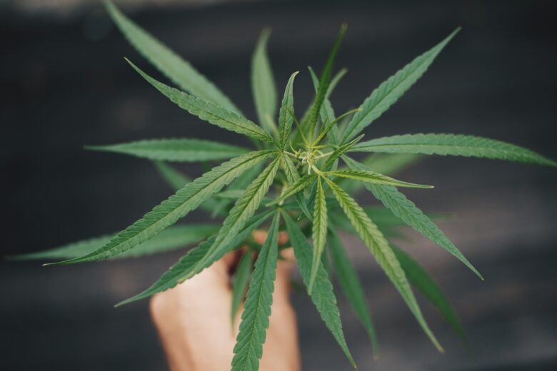 hand holding marijuana plant