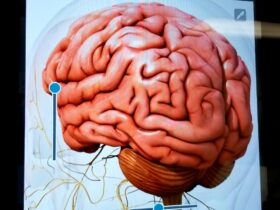 human brain