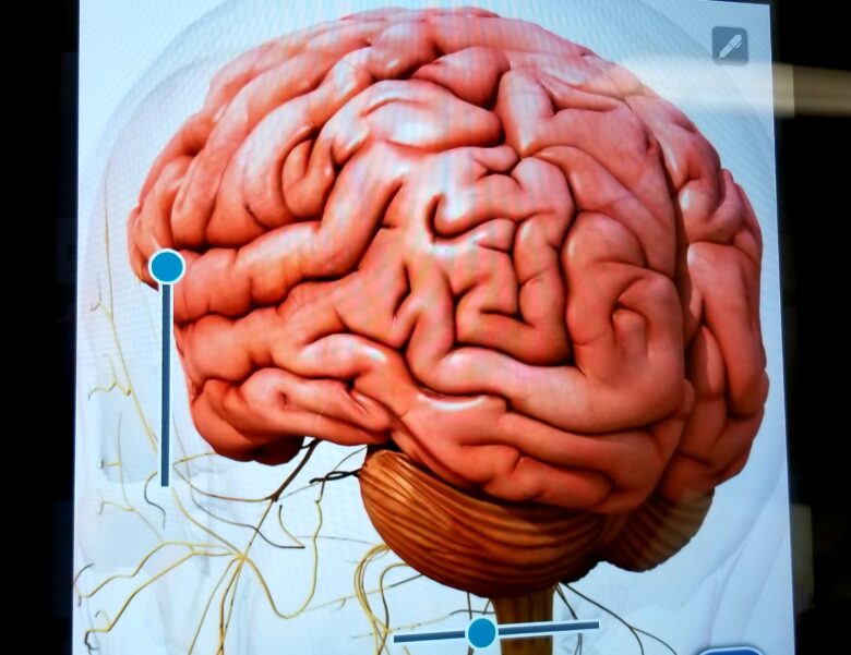 human brain