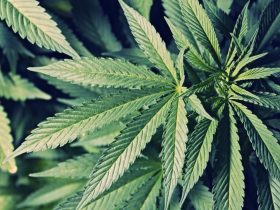 commercial cannabis