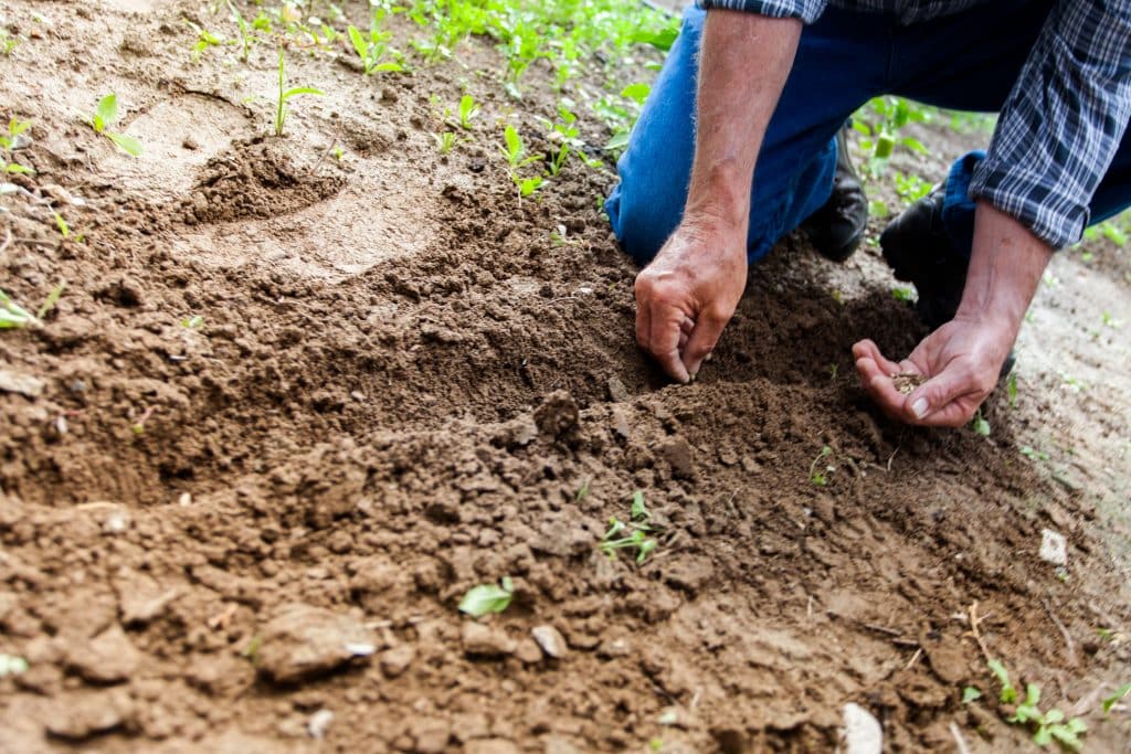 man planting seeds into a row of dirt in a garden