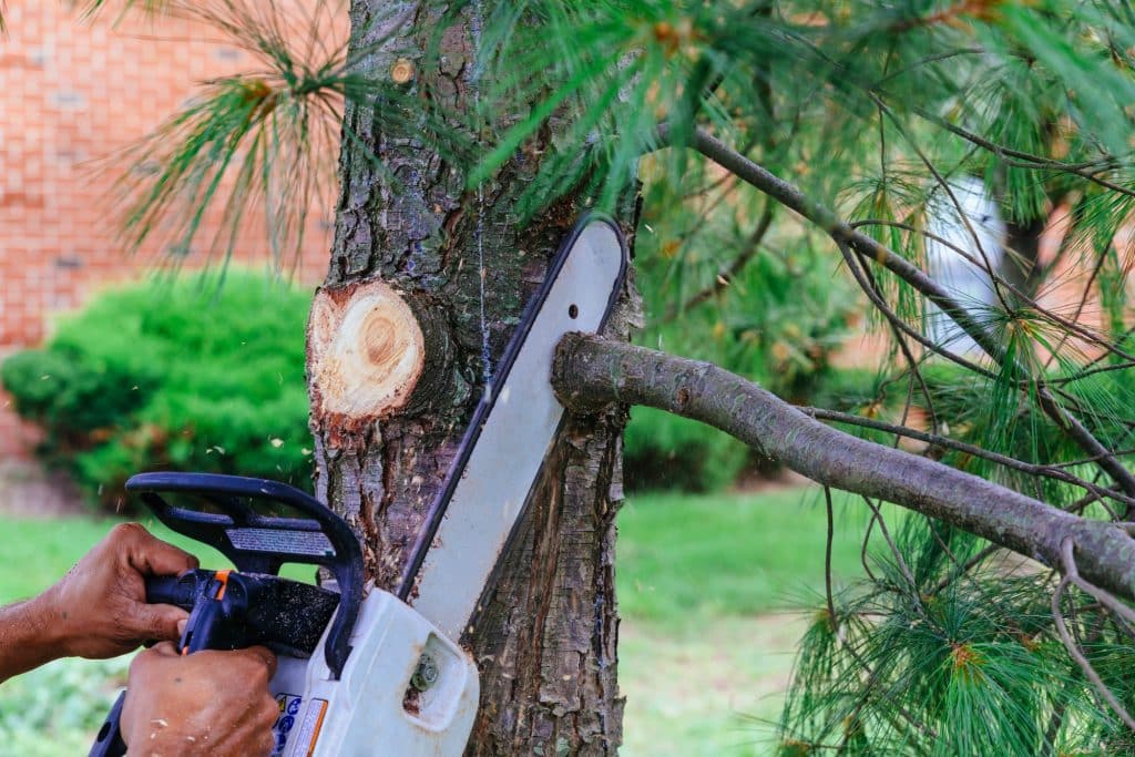 a chainsaw cutting off a limb from a pine tree