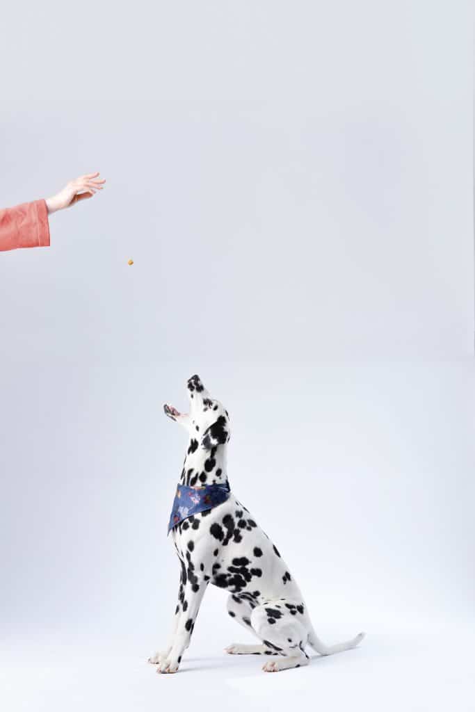 Dalmatian sitting with mouth open while a woman drops a treat for him