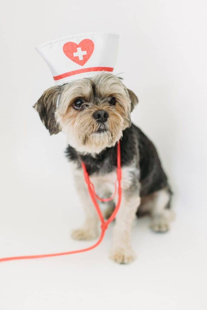 small dog with a toy stethoscope and nurse's cap