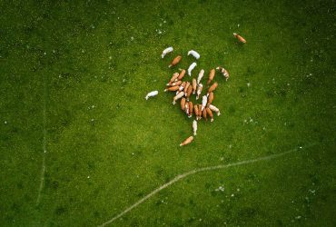 herd of brown and white cows on green grass field