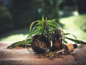 cannabis plant with CBD oil bottle and dropper in front