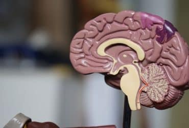 model showing a cross-section of a brain