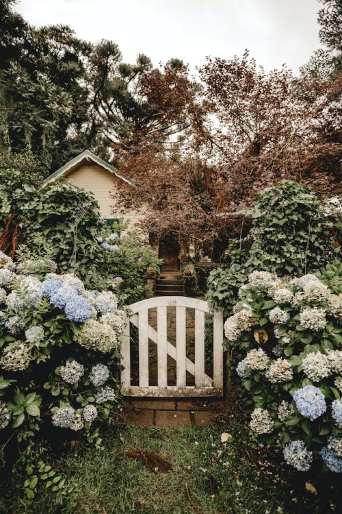 white gate in front of pathway to small house with overgrown garden