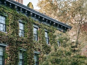 old home with ivy growing on walls