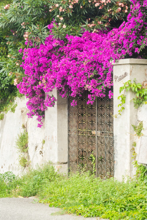 curb appeal front gate