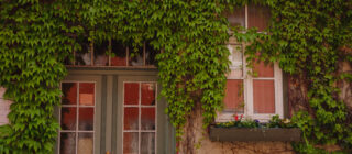 Old house with ivy curb appeal