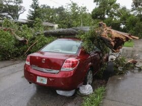 a car that has been totaled by a tree falling on its roof