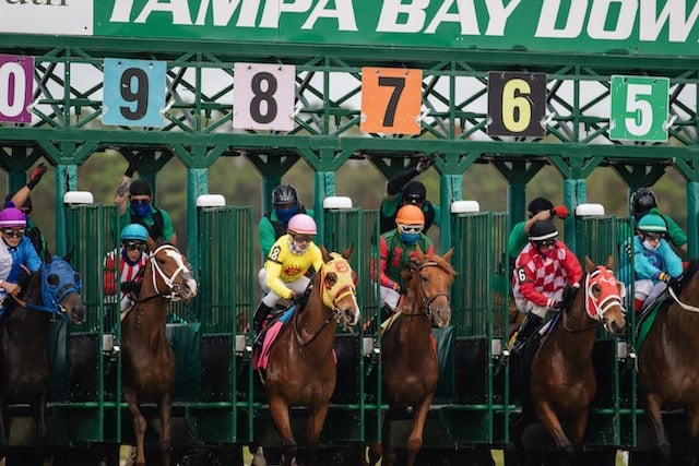 horses leaving the gate at Tampa Bay Downs racetrack