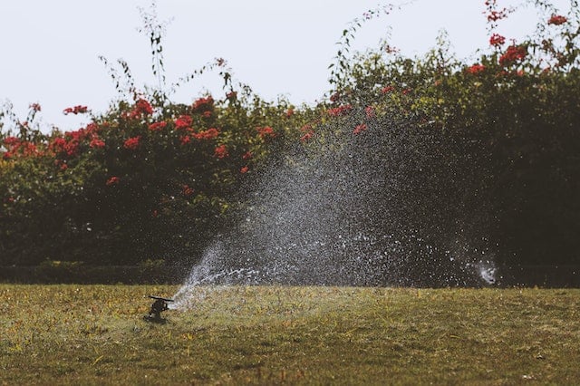 water sprinkler spraying on grass and flowering shrubs