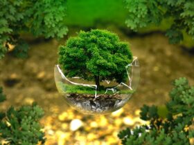 environment tree glass orb nature
