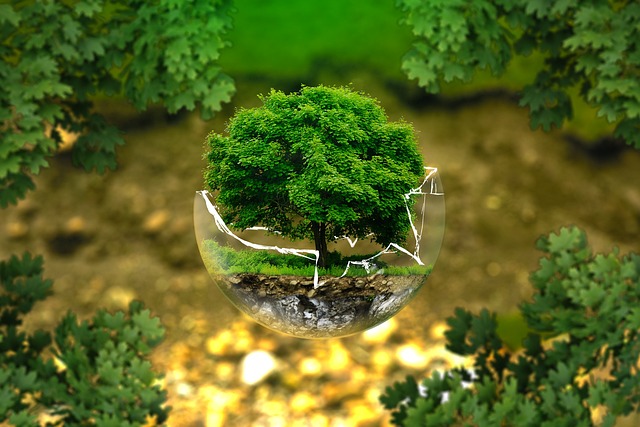 environment tree glass orb nature