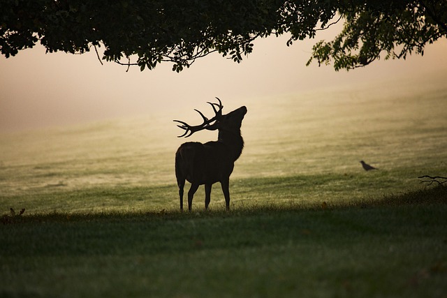 big buck deer stag elk