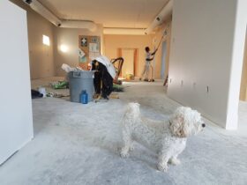 dog standing the foreground of home remodeling project