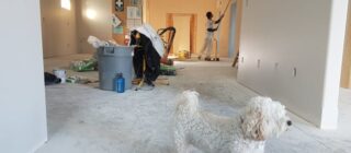 dog standing the foreground of home remodeling project