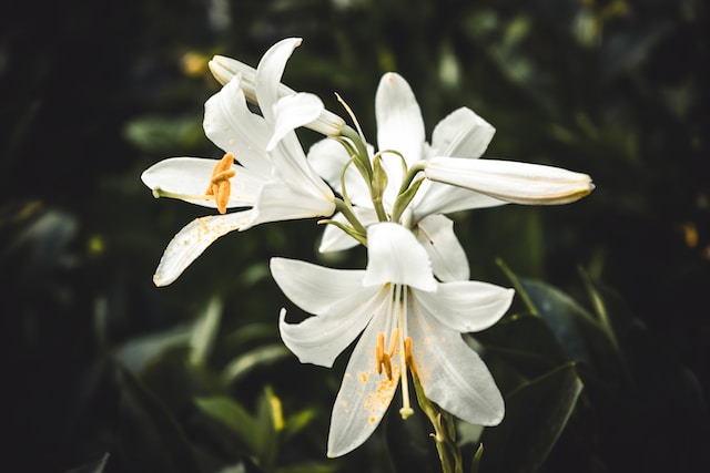 white lily