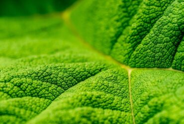 close up of a leaf