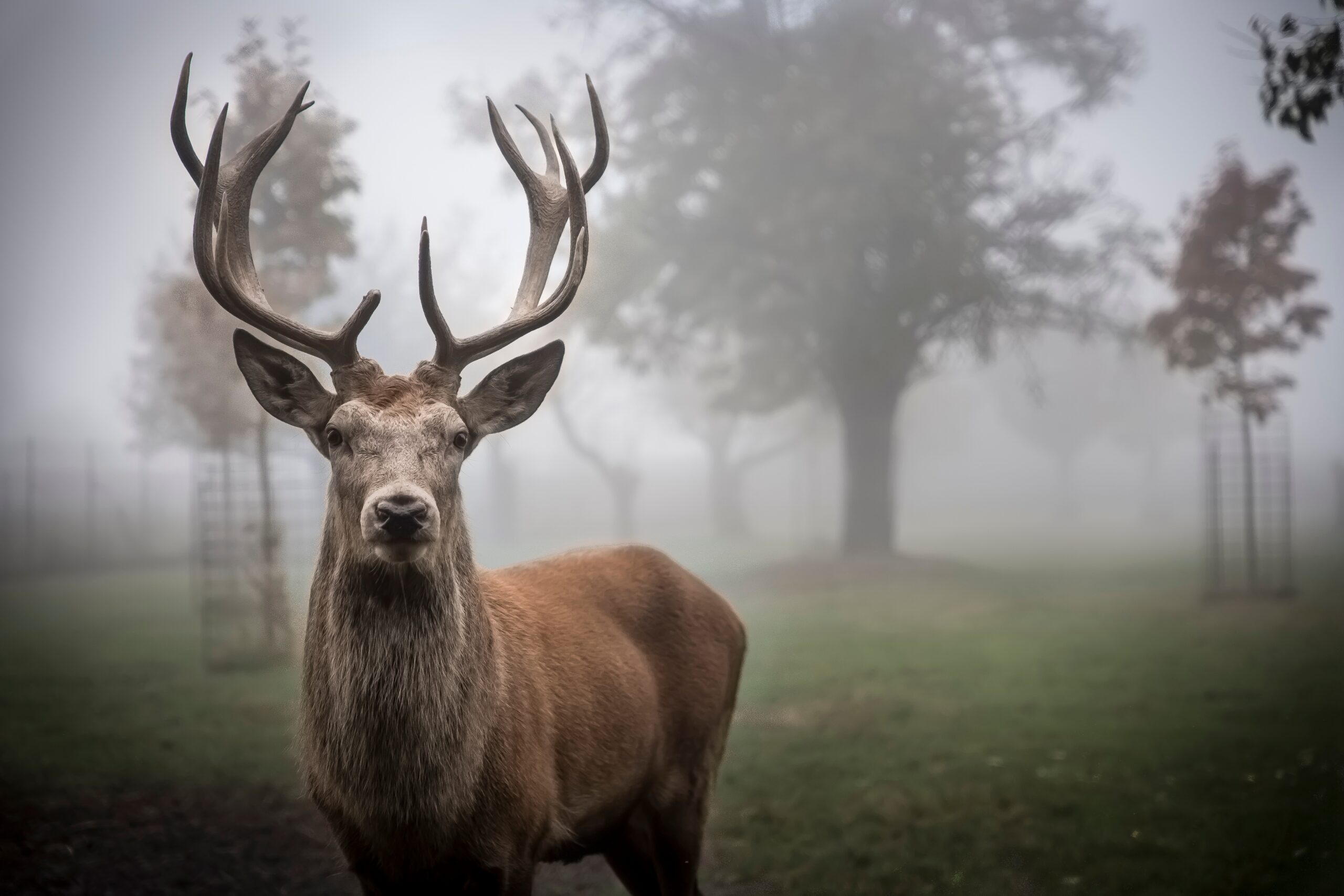 deer in the mist with trees and grass