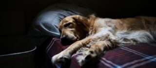 dog sleeping in dog bed golden retriever pet