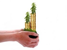 growing money coins plants nature