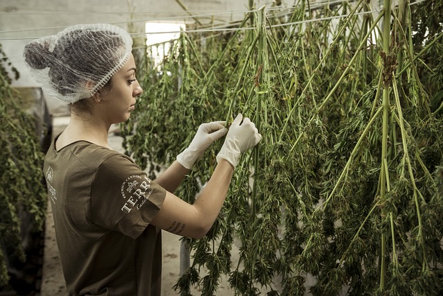 cannabis growing greenhouse herbs