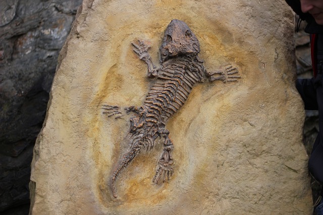 fossile of small animal history bones flood rocks