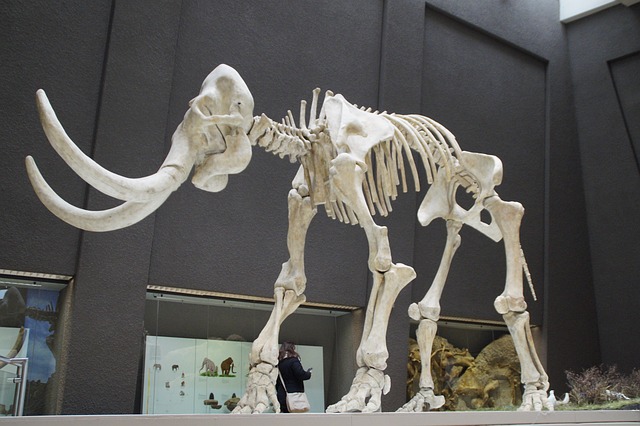 mammoth ice age fossils bones