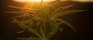 cannabis weed plant sunset
