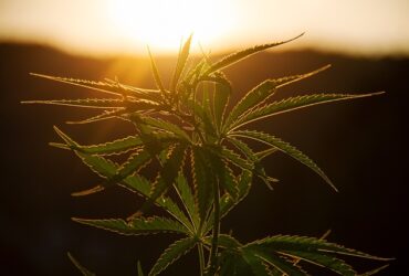 cannabis weed plant sunset