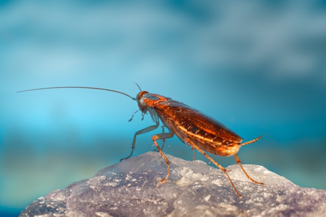 closeup of cockroach on a rock