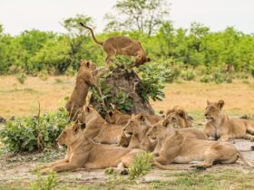 lion pride with cubs laying around a tree stump.