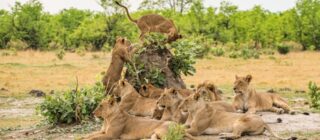 lion pride with cubs laying around a tree stump.