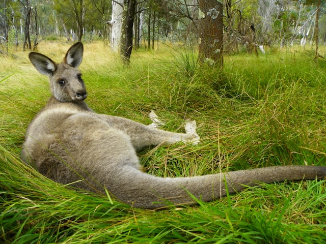 Kangaroo lying in a grassy woodland.