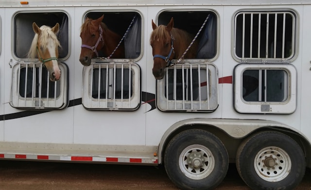 horses in a horse trailer.