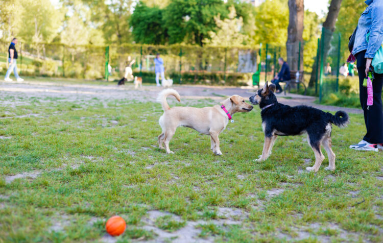 Friendly Dog Park